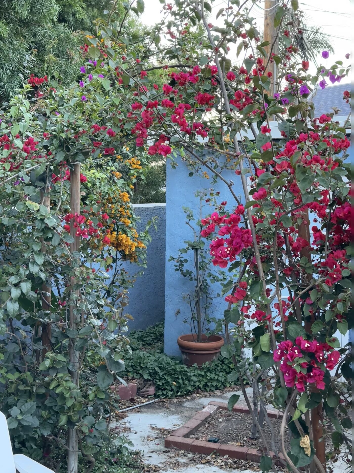 A garden archway of magenta bougainvillea