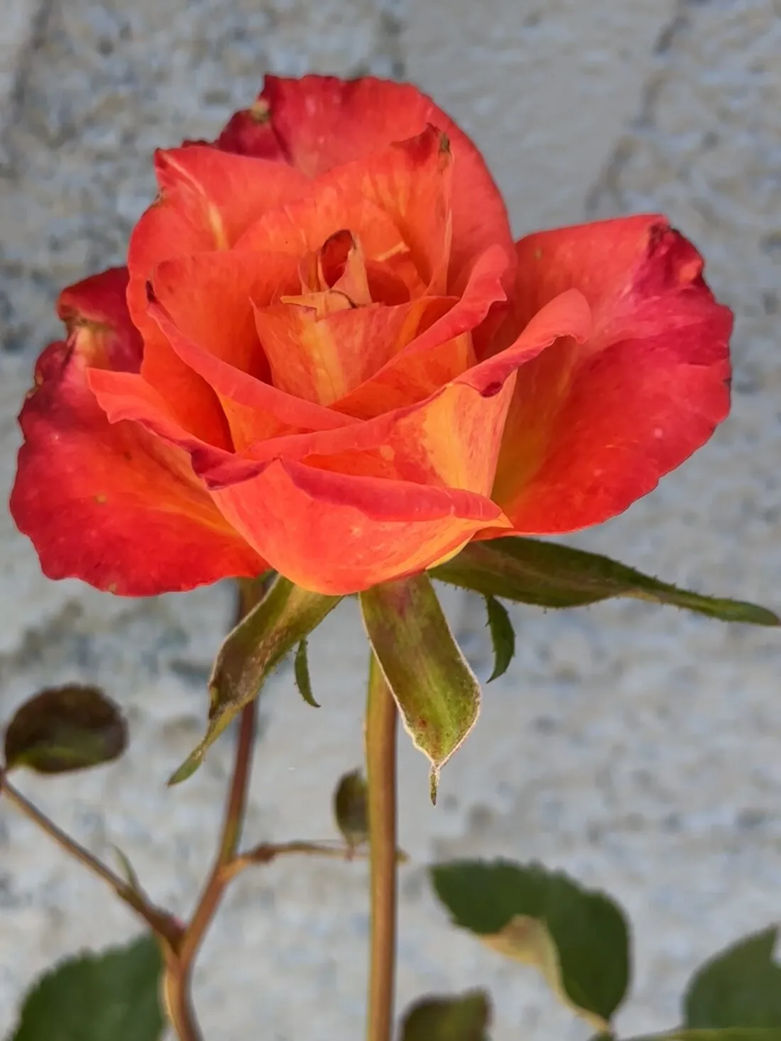 An orange rose from the garden