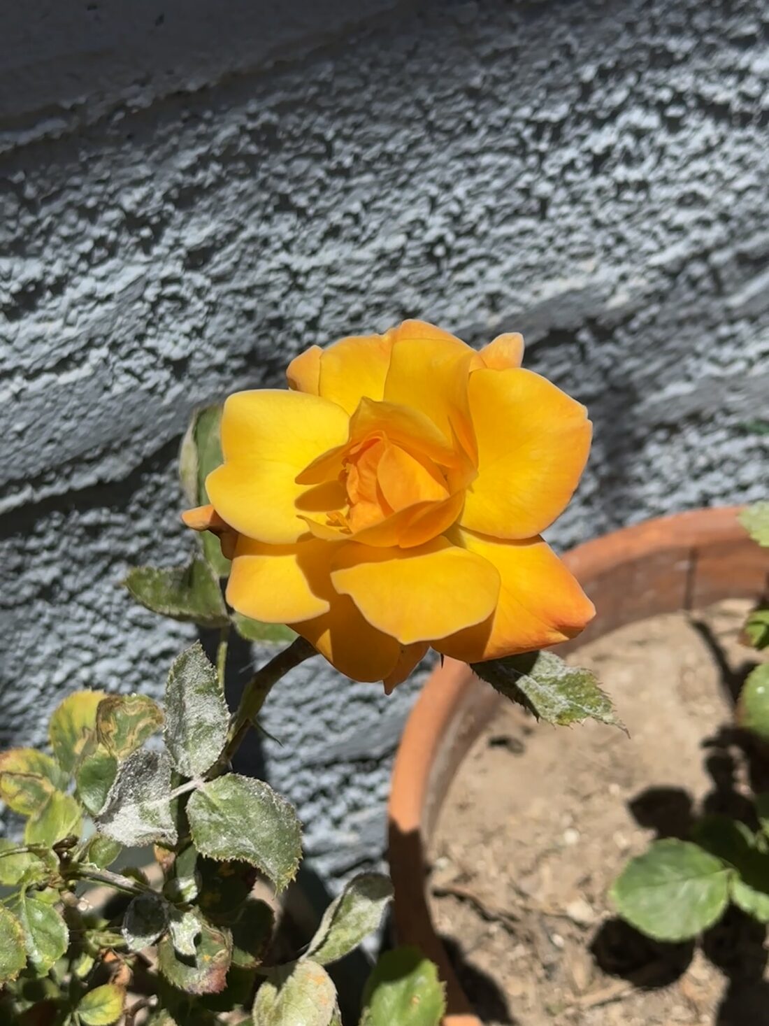 A yellow rose against a textured wall